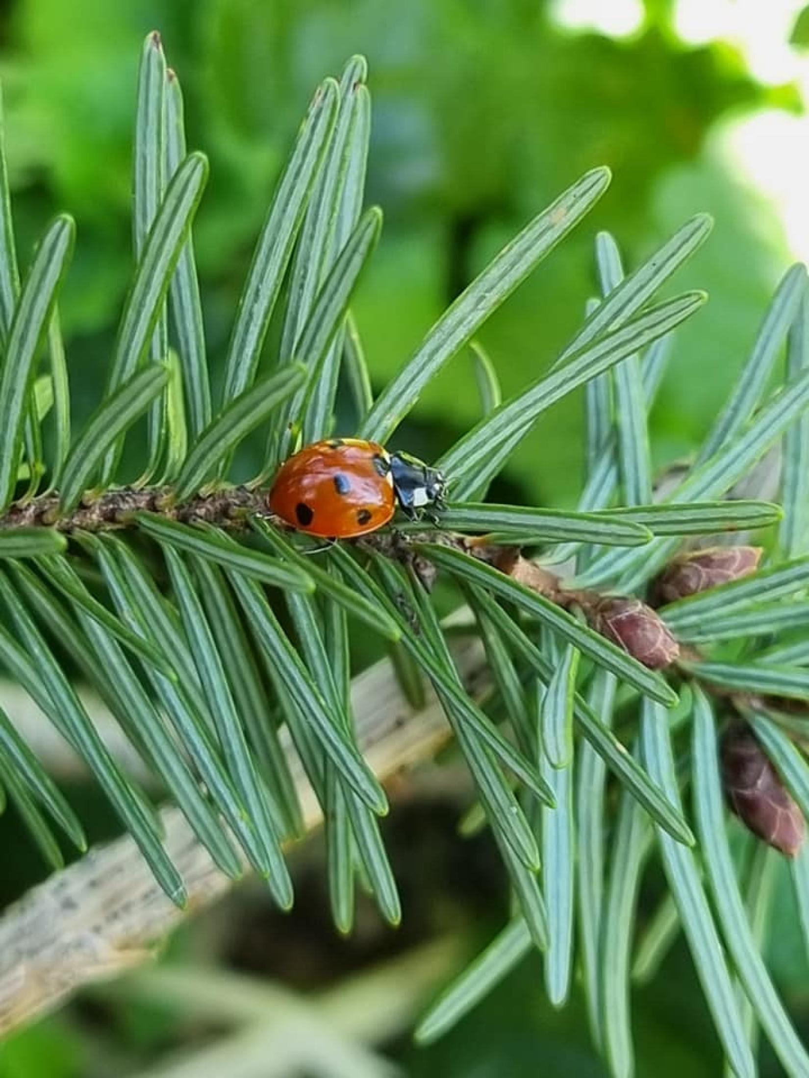 Coccinelle à sept points *Coccinella Septempunctata*