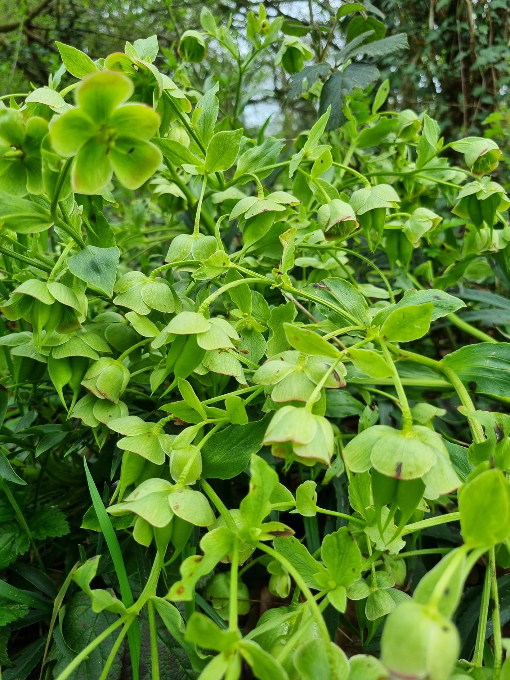 Hellébore fétide *Helleborus foetidus*
