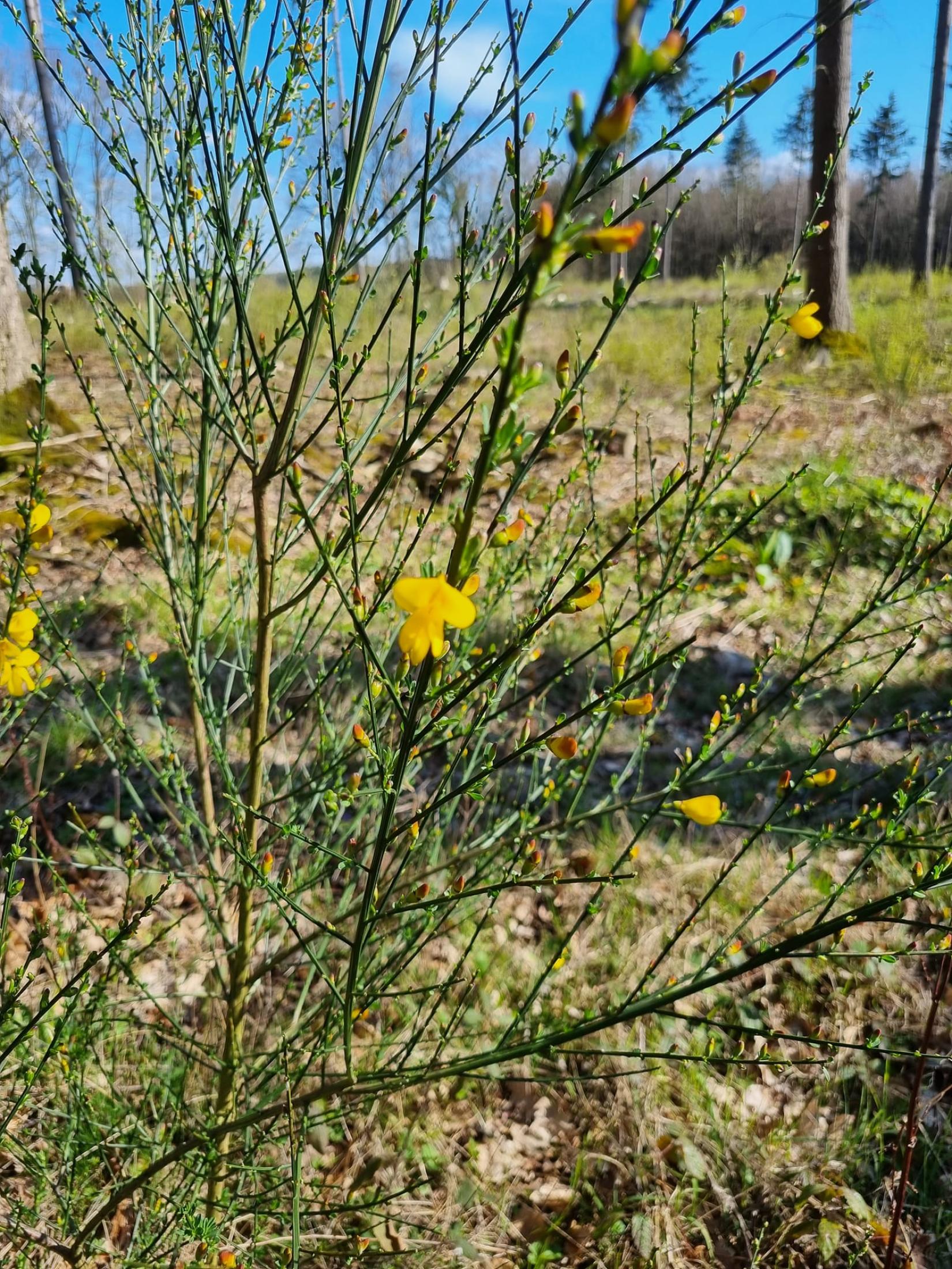Genêt à balais *Cytisus scoparius*