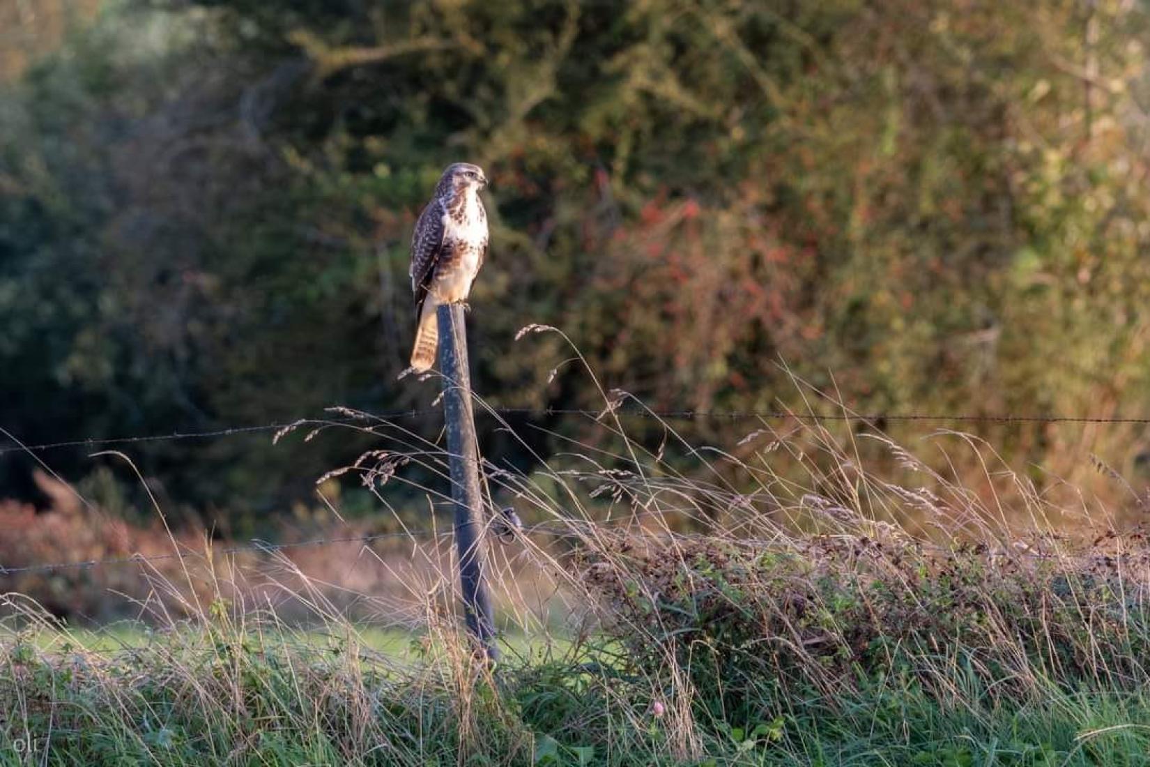 La Buse variable (Buteo buteo)