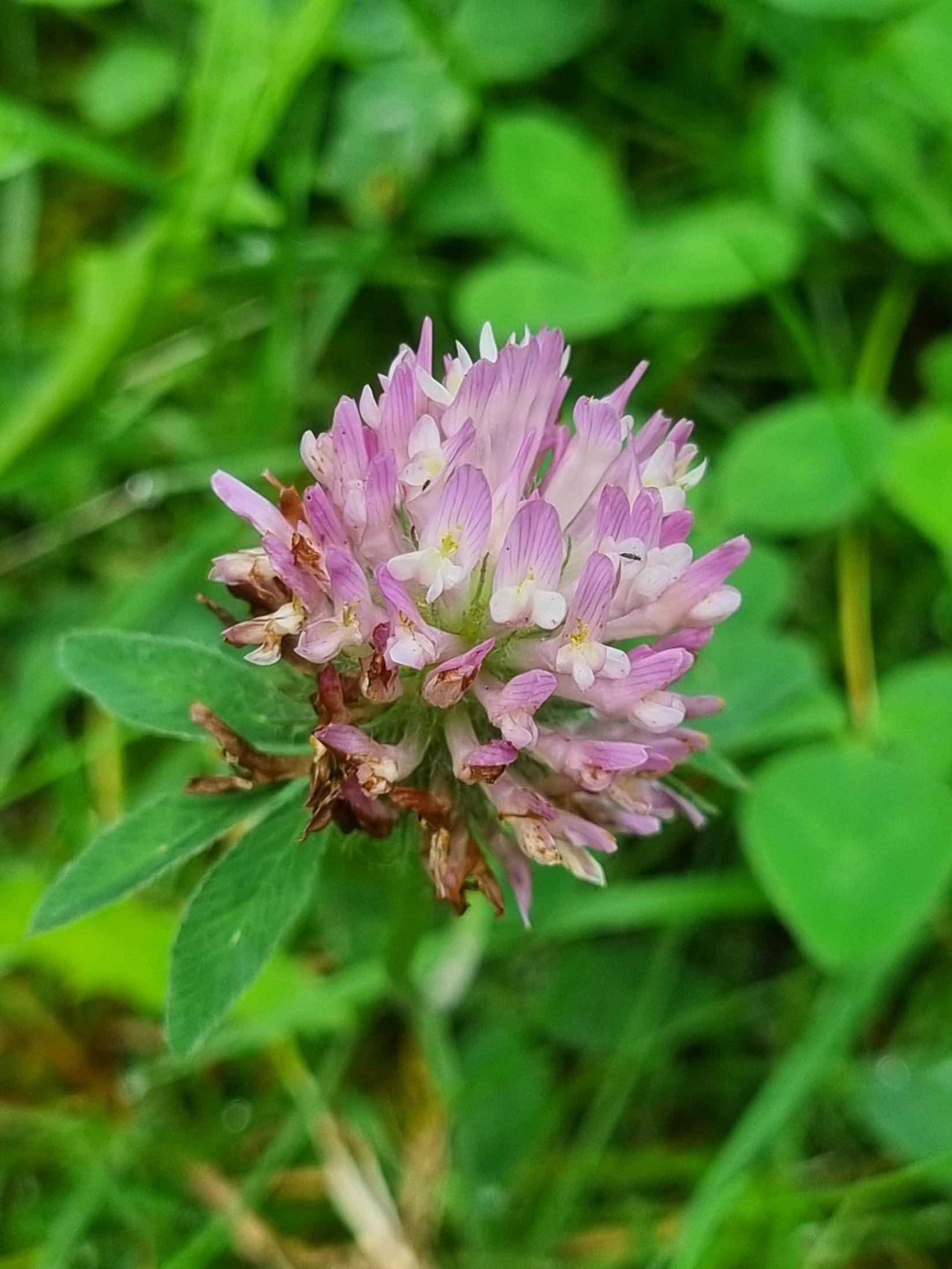 Le Trèfle des prés Trifolium pratense