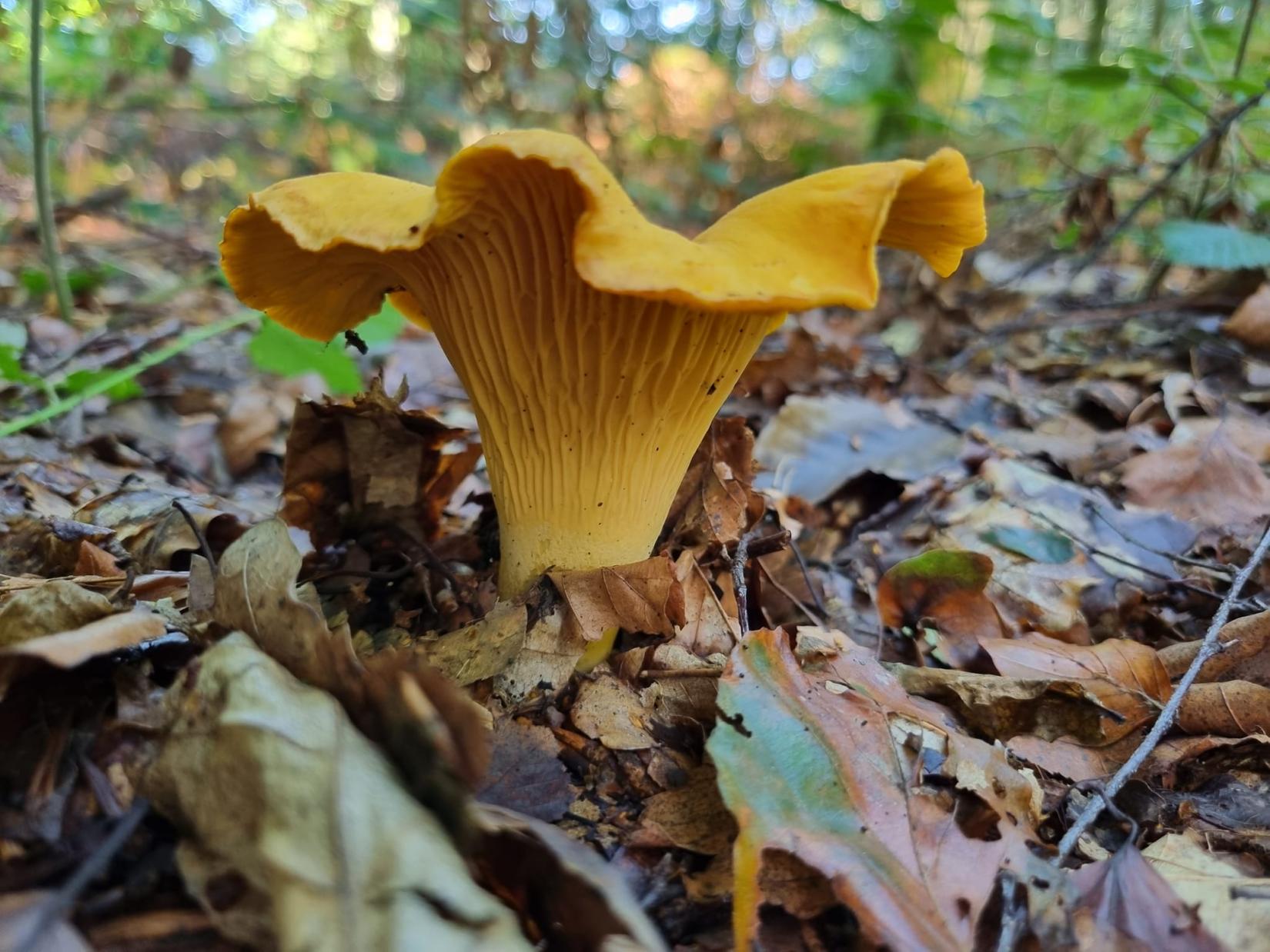 Girolle (Cantharellus cibarius)