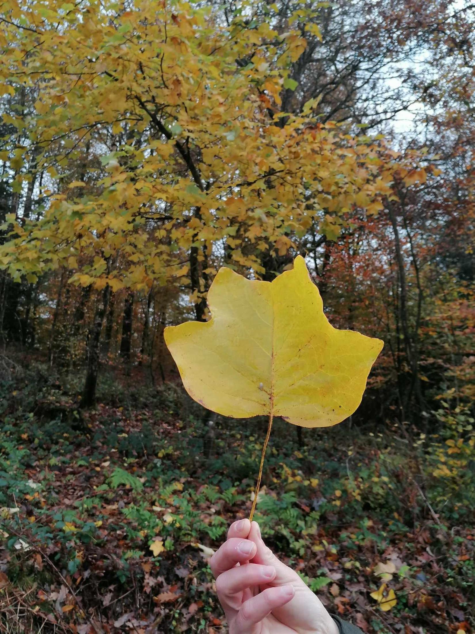 Tulipier de Virginie (Liriodendron tulipifera)