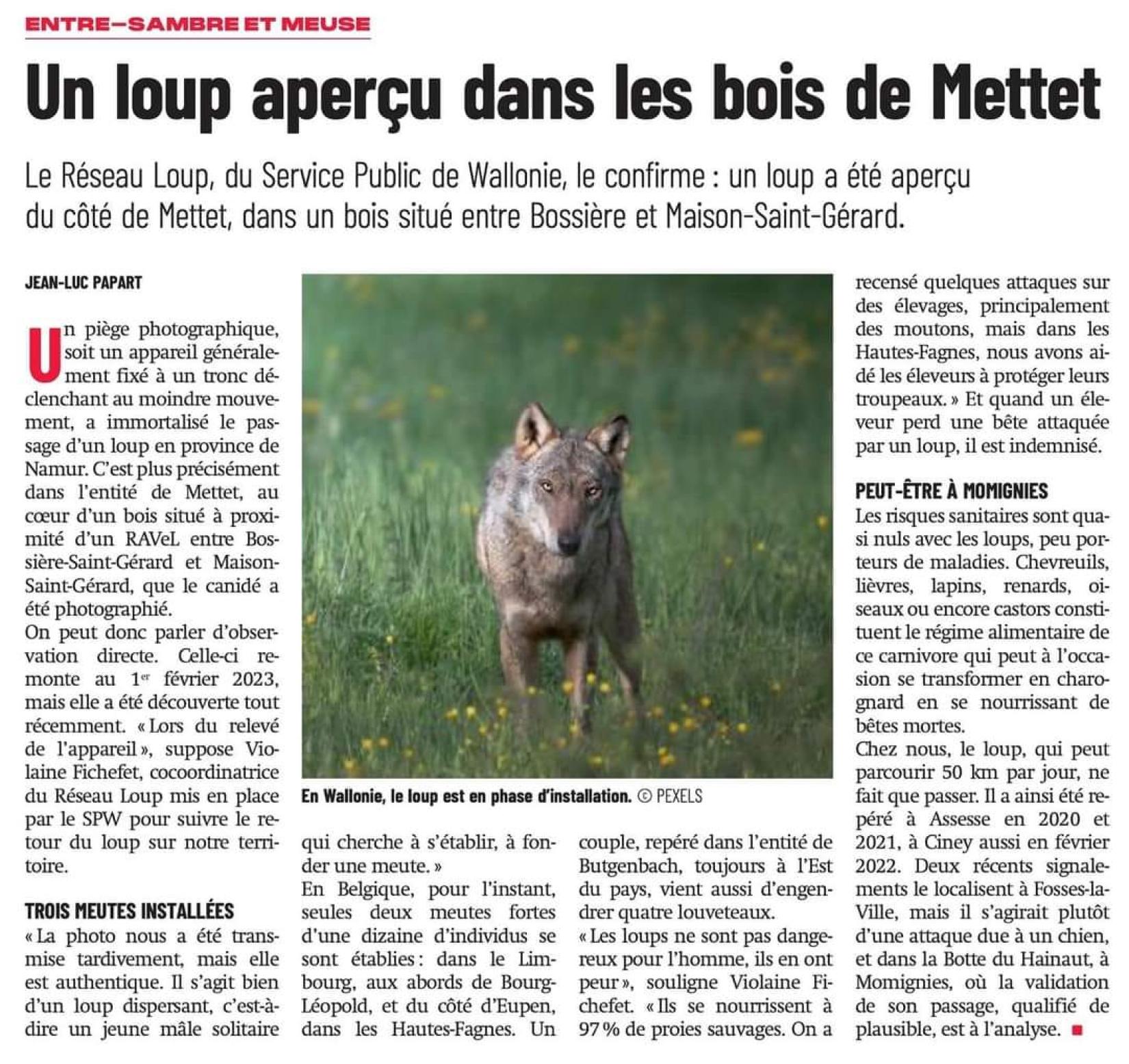 Le Loup (Canis lupus)