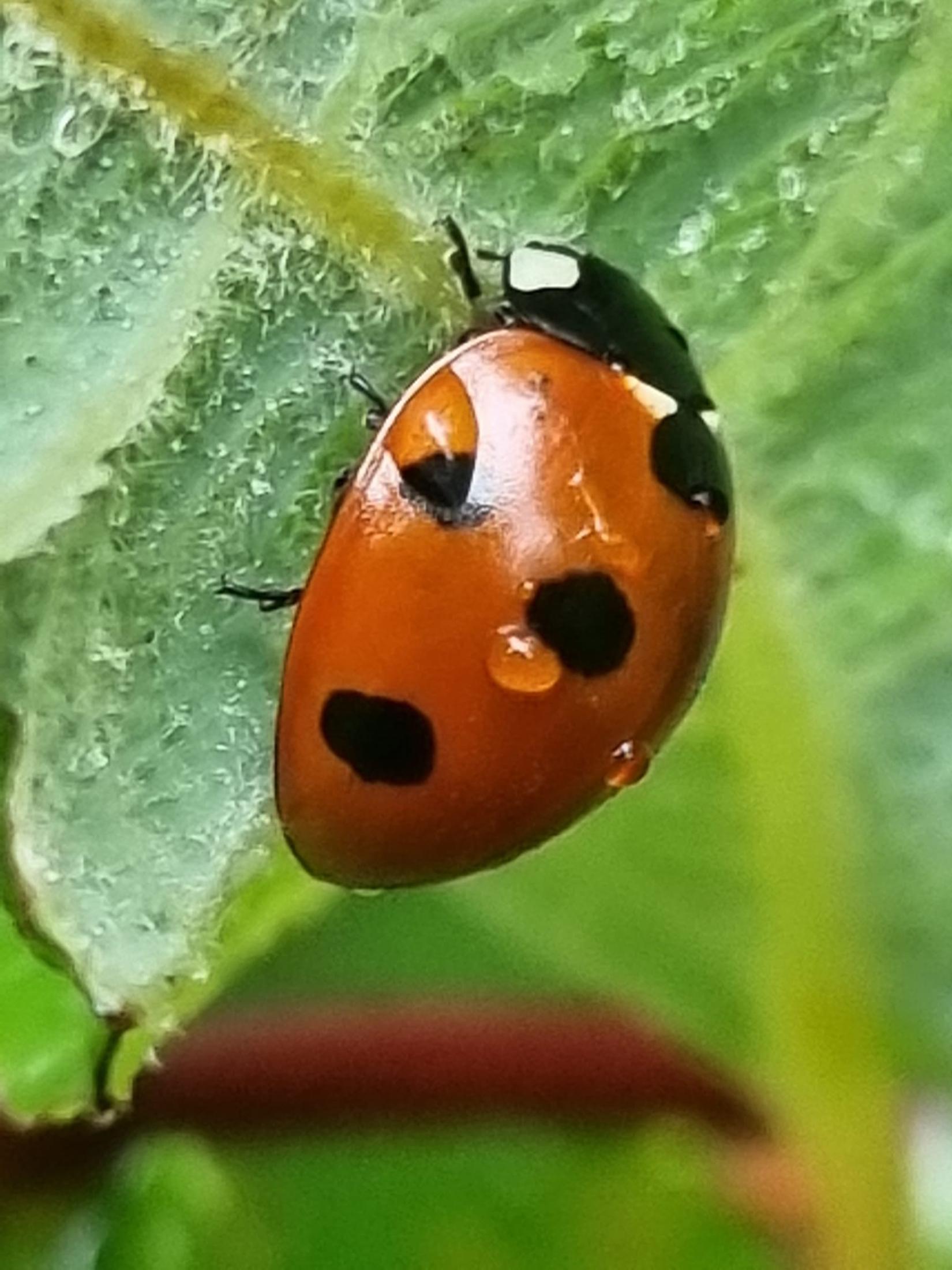 Coccinelle à sept points (Coccinella septempunctata)