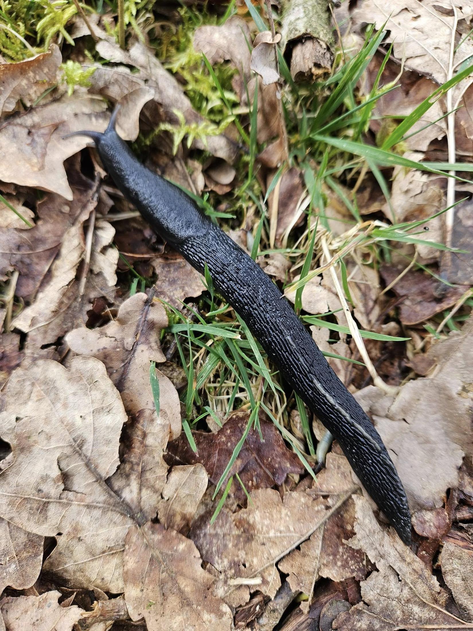 Grande limace (Limax cinereoniger)