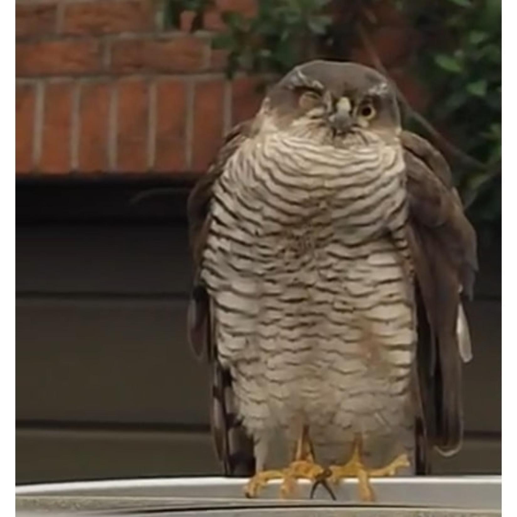 Epervier d'Europe (Accipiter nisus)