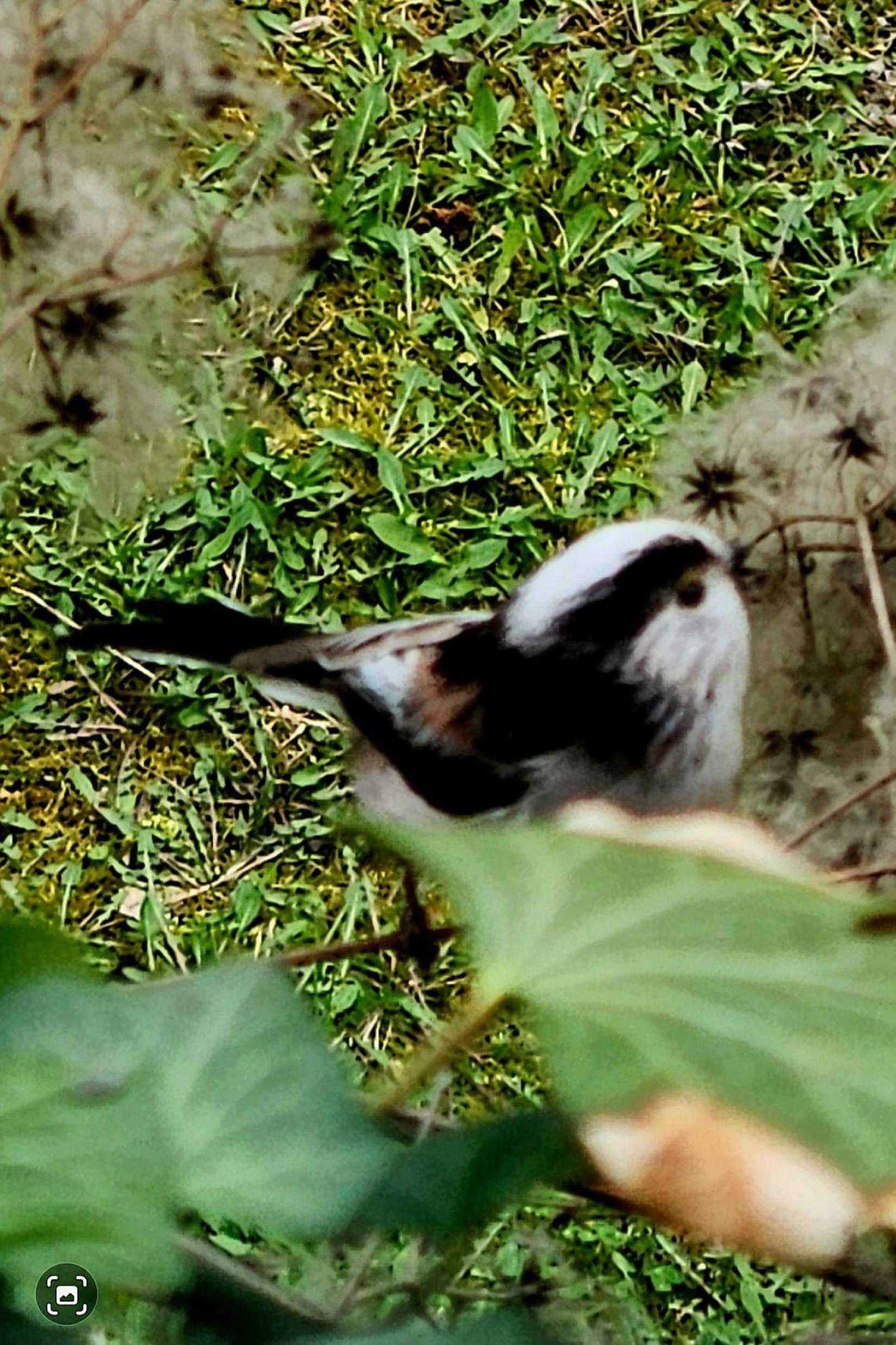 Mésange à longue queue (Aegithalos Caudatus)