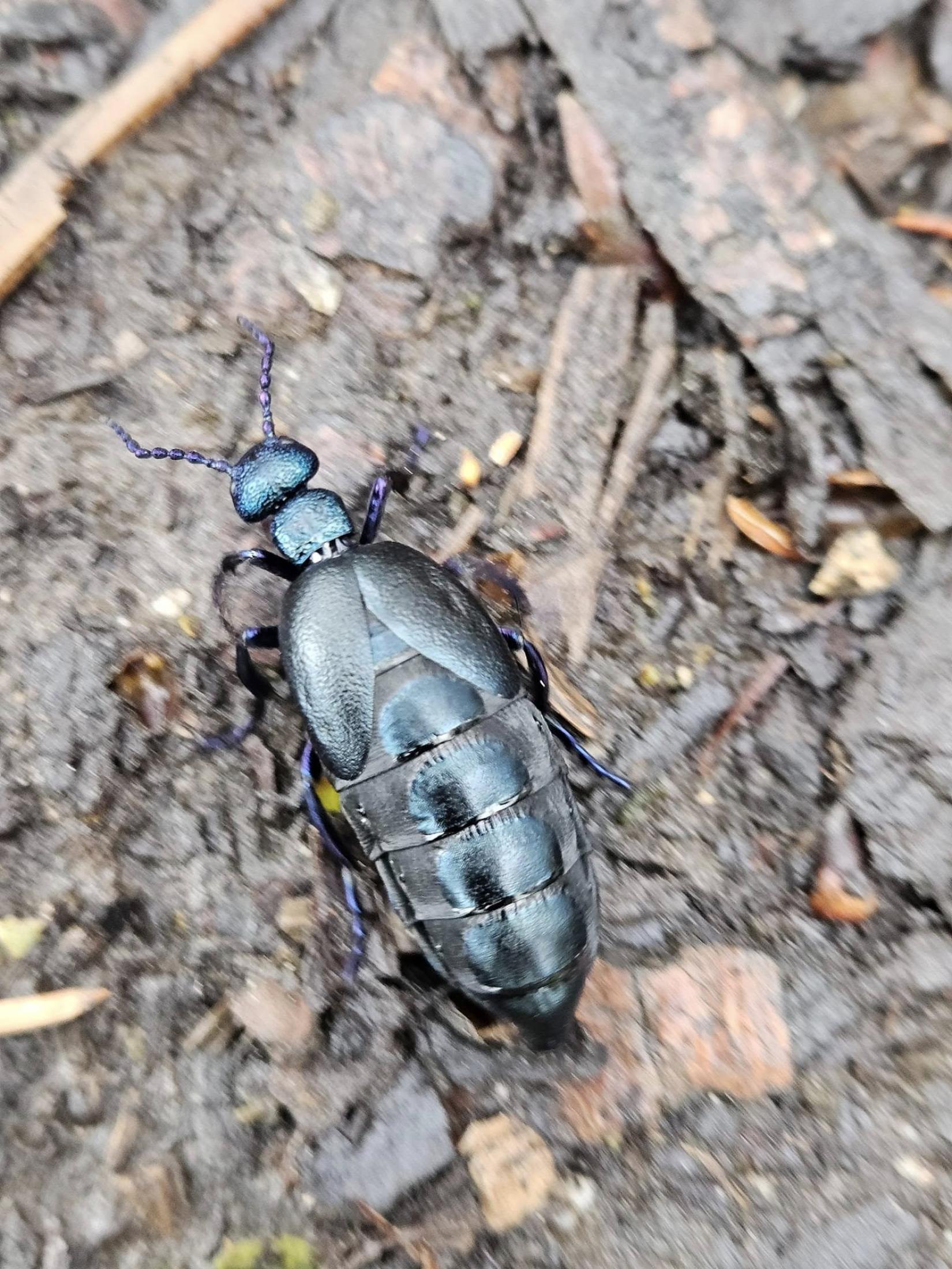 Méloé spec.