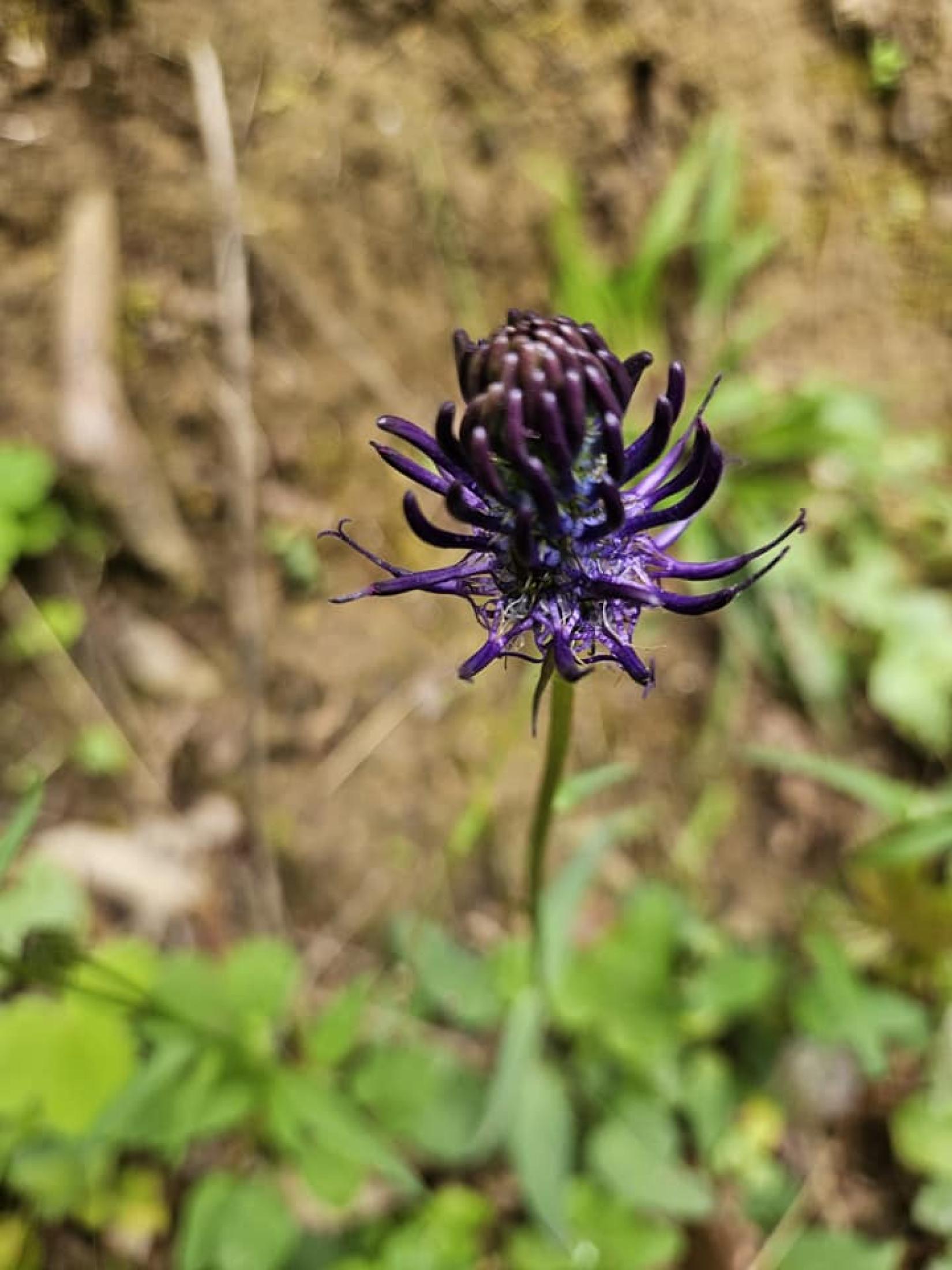 Raiponce bleue (Phyteuma nigrum)