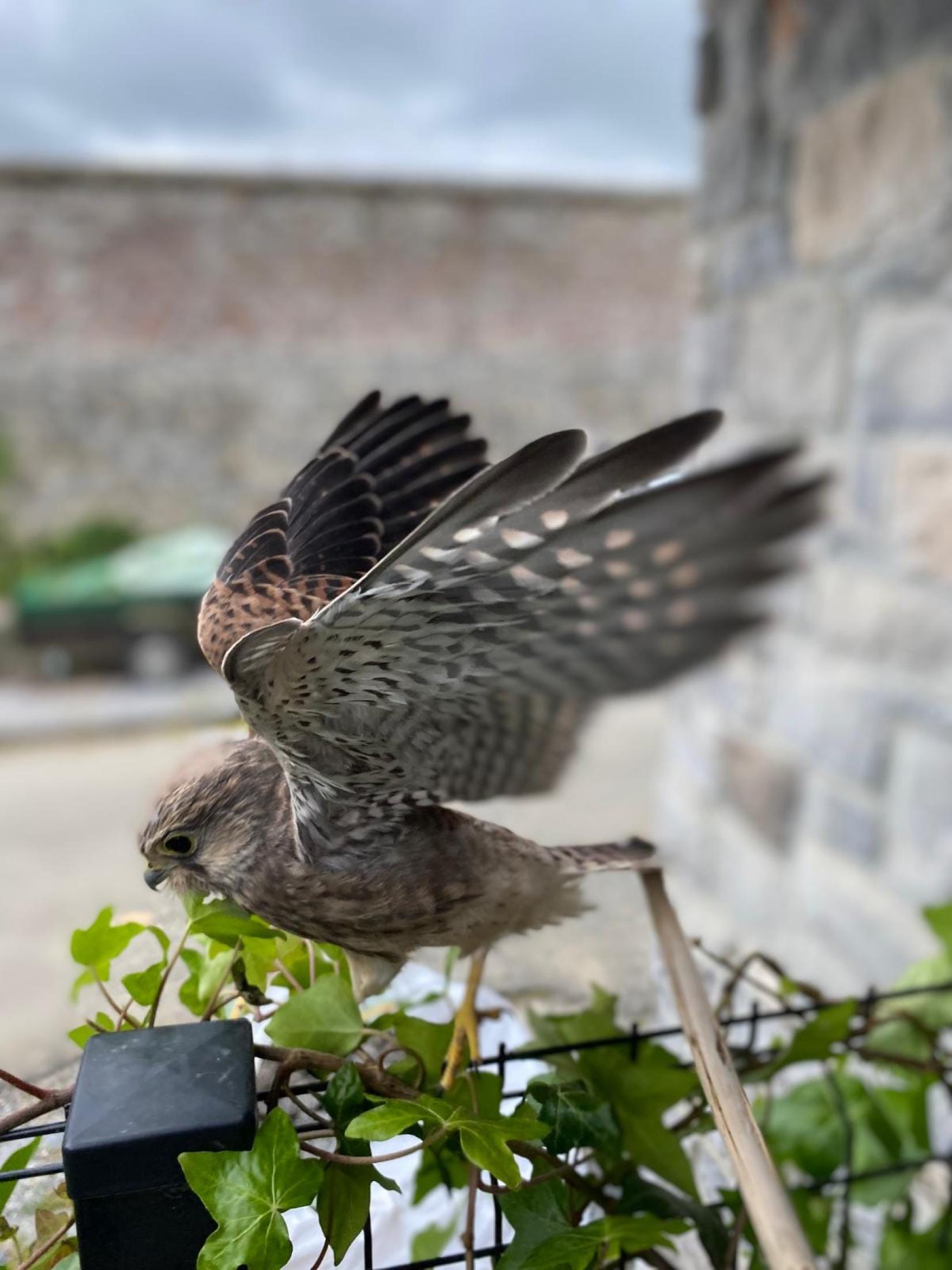 Faucon crécerelle (Falco tinnunculus)