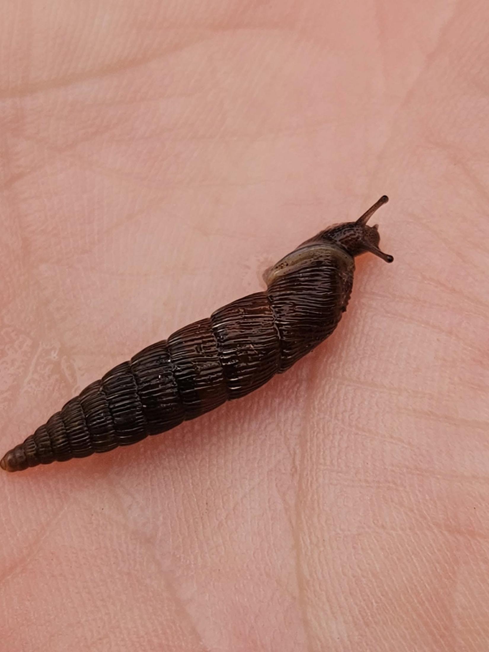 Clausilie septentrionale (Clausilia septentrionalis)