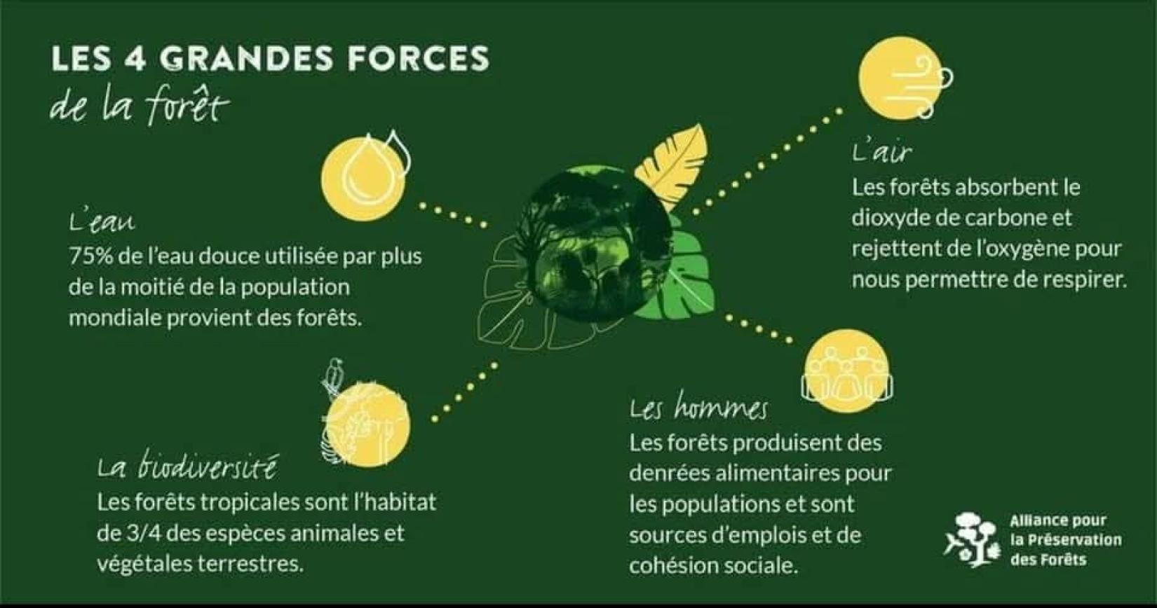Les 4 grandes forces de la forêt .