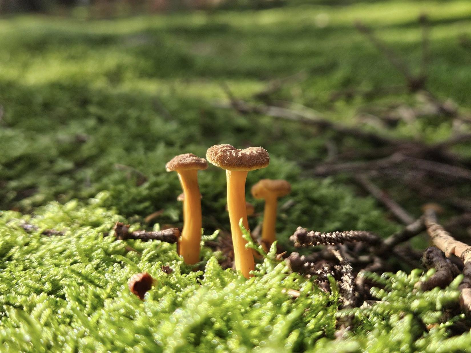 La Chanterelle en tube , Craterellus tubaeformis