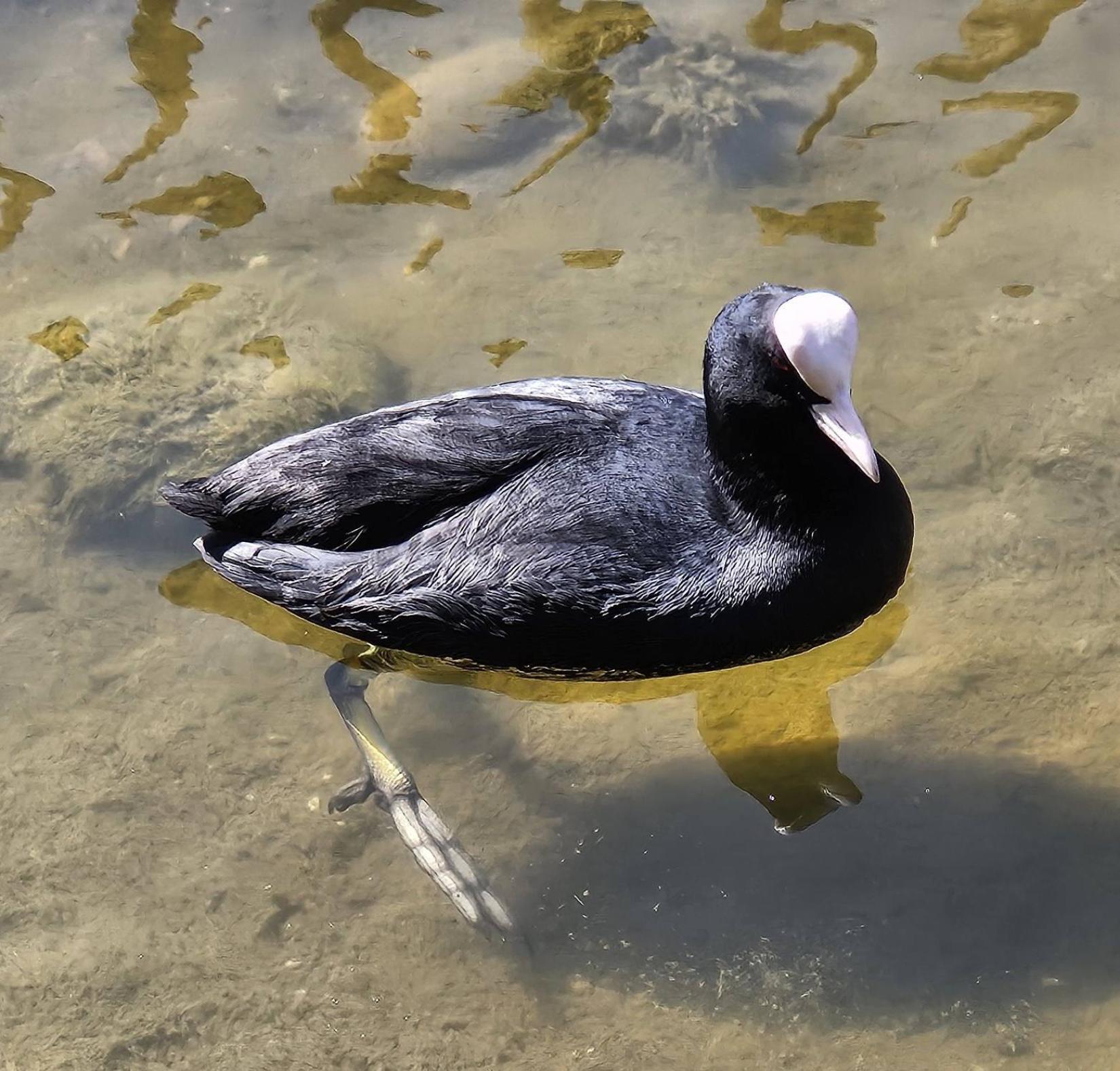 La Foulque macroule, l'oiseau aux grands pieds !