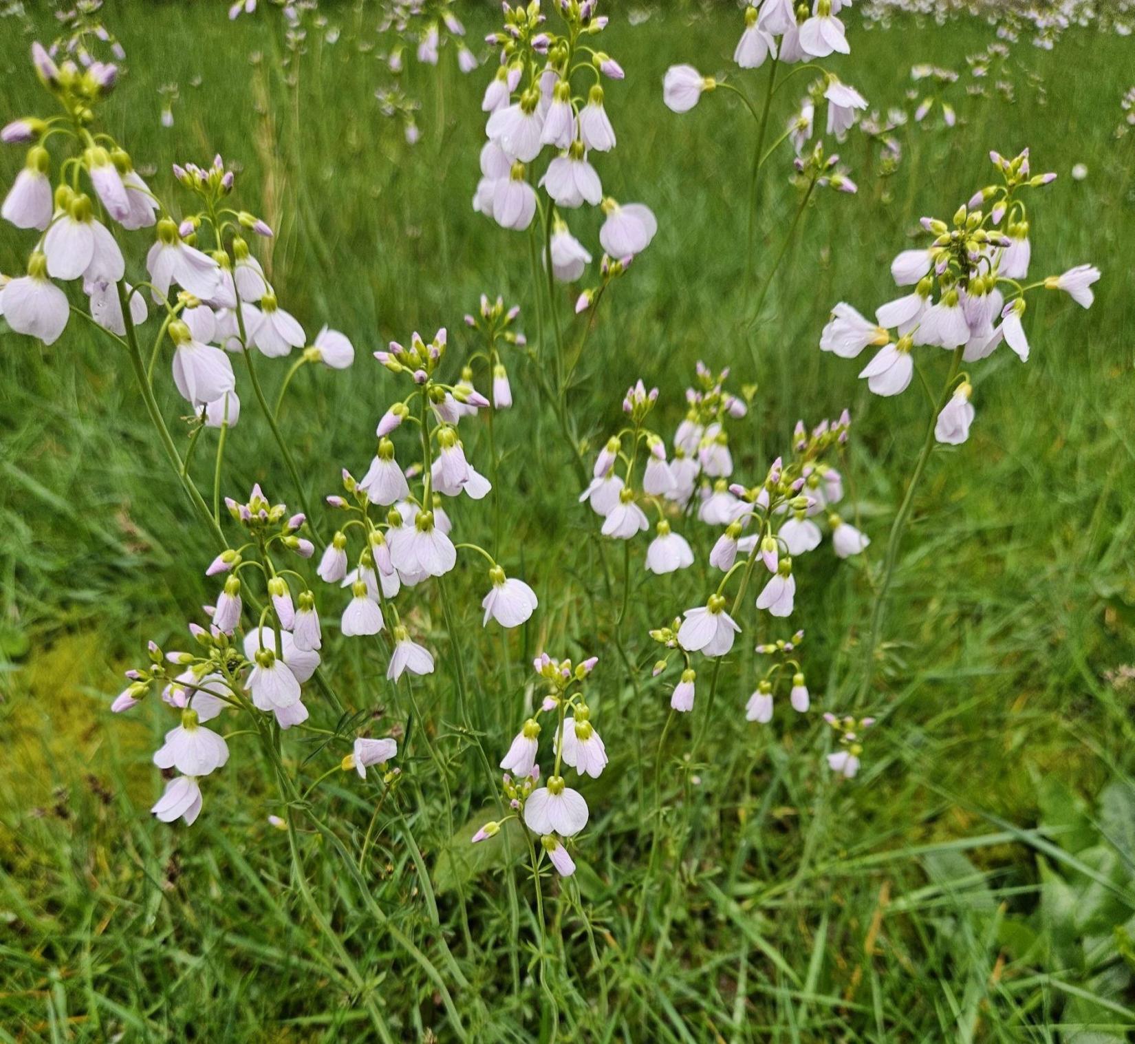 Photographie La cardamine des prés 
