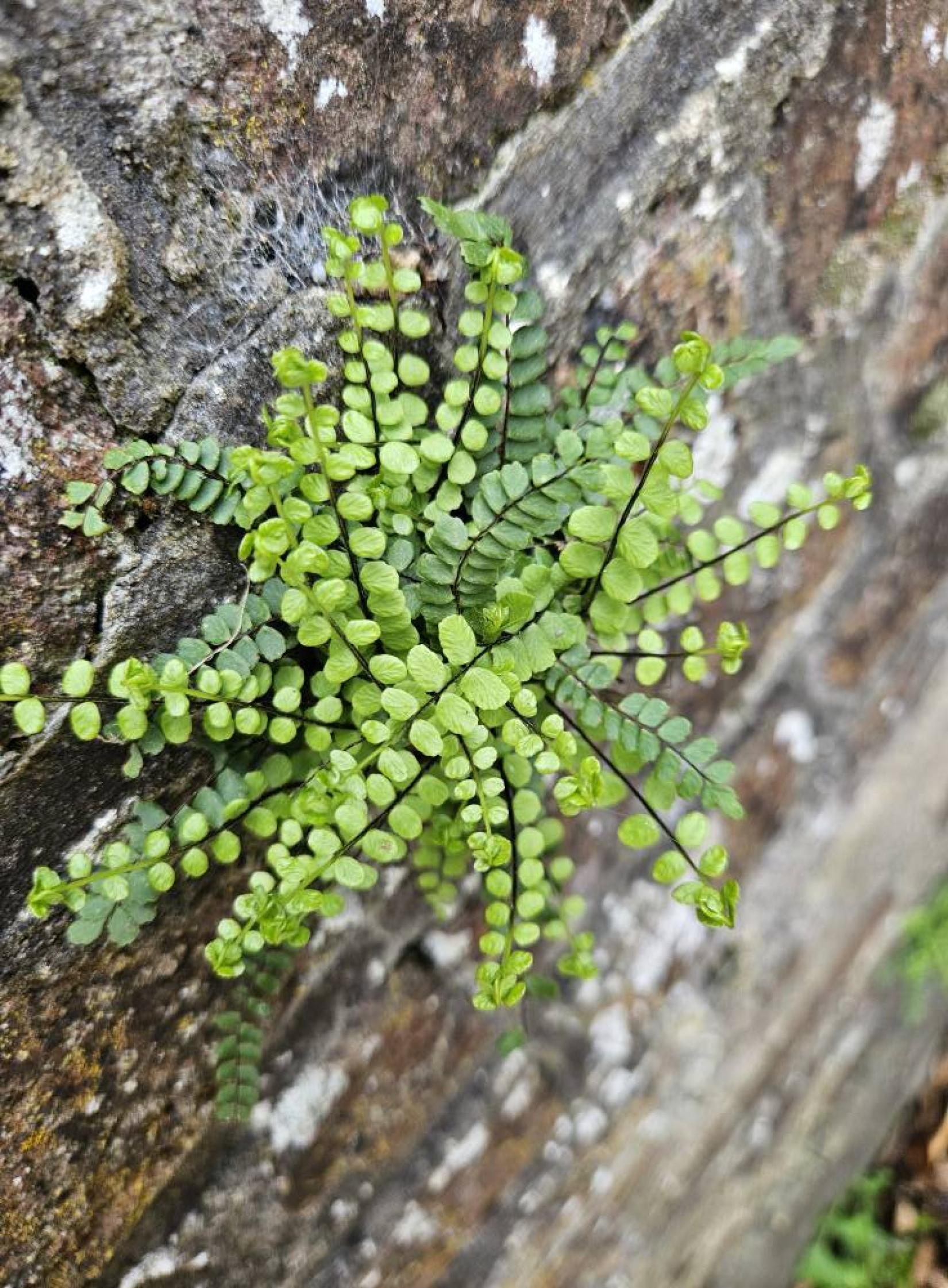 Photographie La fausse capillaire (Asplenium trichomanes) 