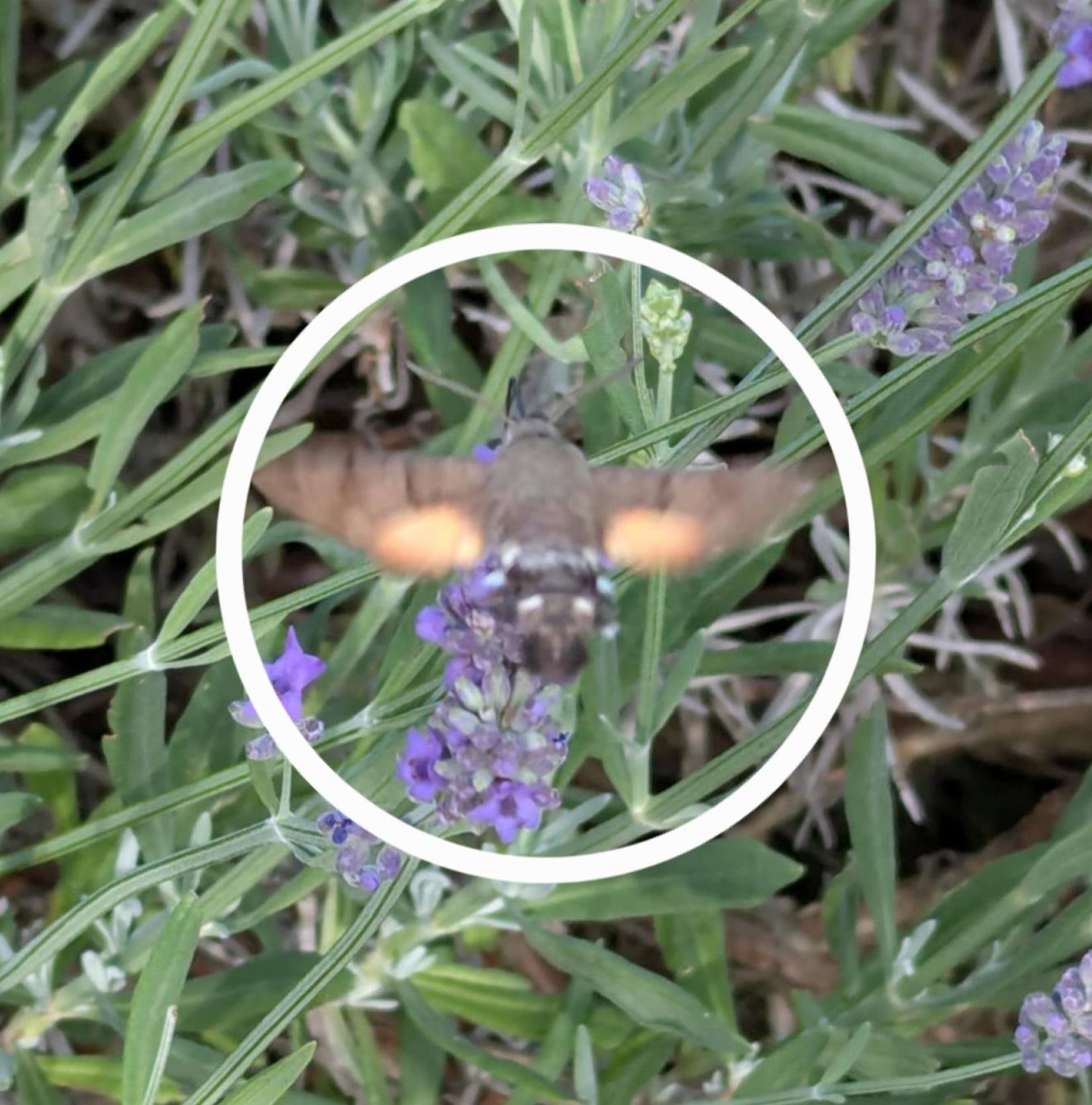 Photographie Le Moro-sphinx, ce drôle de colibri de nos jardins