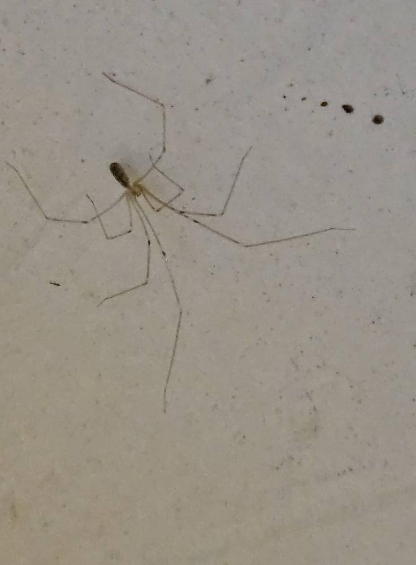 Photographie du Pholcus phalangioides