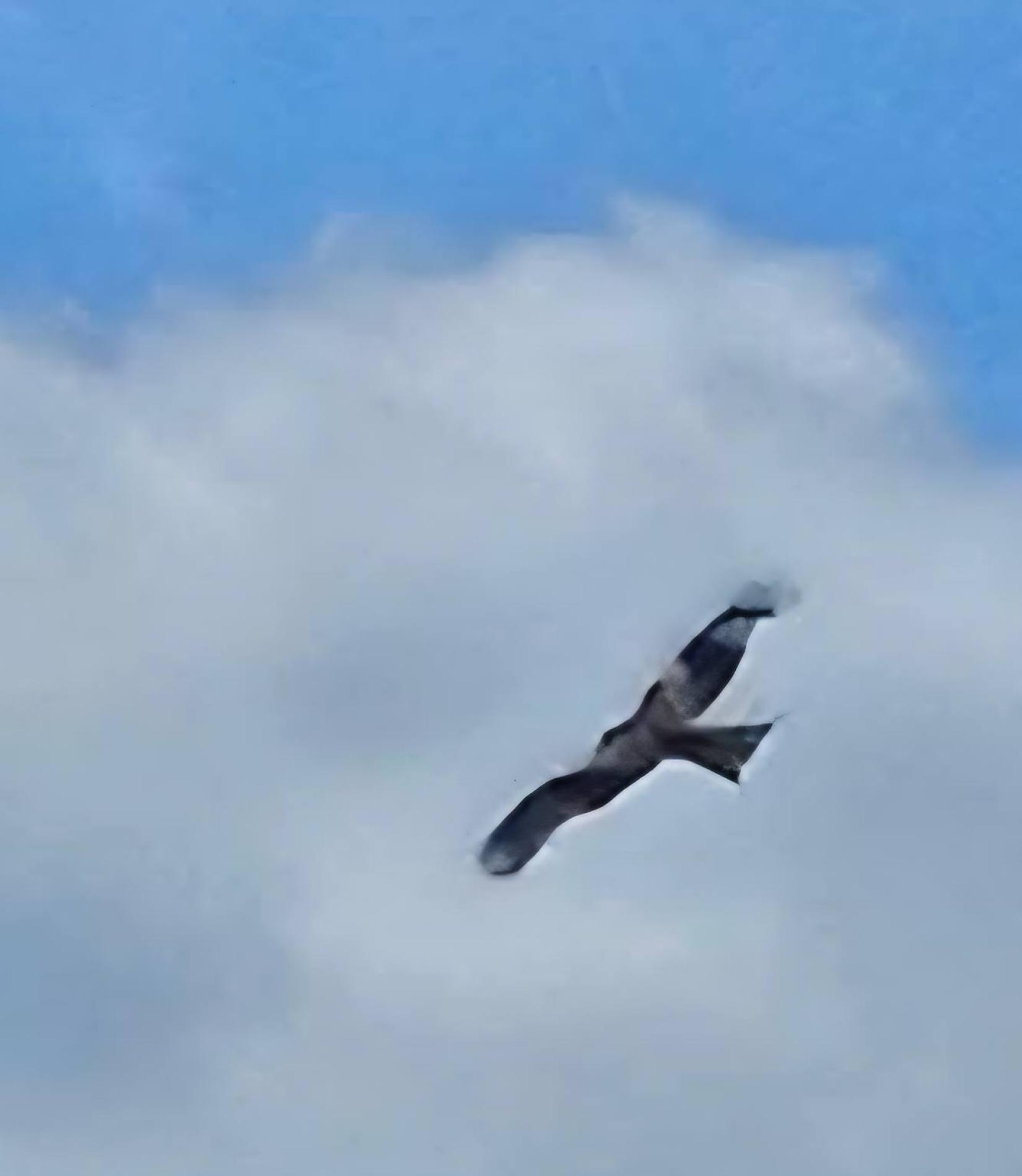 Milvus milvus